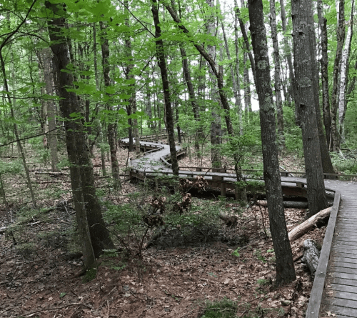 A winding wooden boardwalk through a lush green forest with tall trees and scattered leaves on the ground.