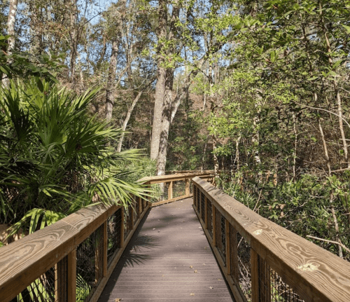 A wooden boardwalk winds through a lush, green forest with trees and palm plants on either side.