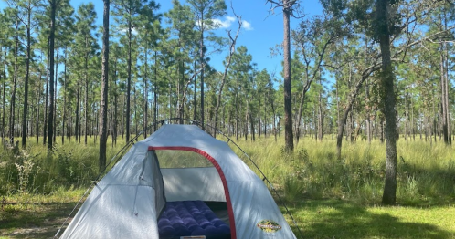 A tent set up in a forest clearing, surrounded by tall trees and grass under a clear blue sky.