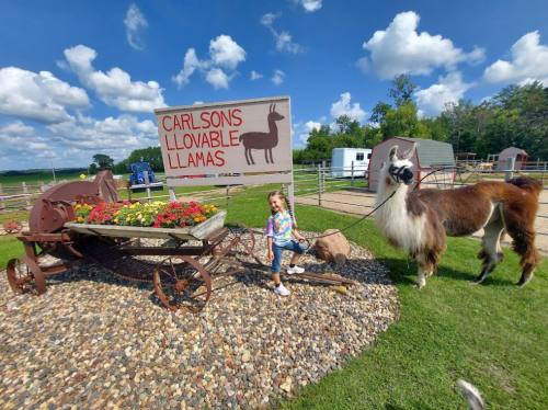A child poses next to a llama by a flower cart at Carlsons Llovable Llamas, with a blue sky and clouds in the background.