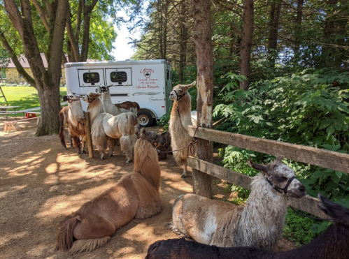 A group of llamas and alpacas gathered near a trailer in a wooded area, some standing and others lying down.