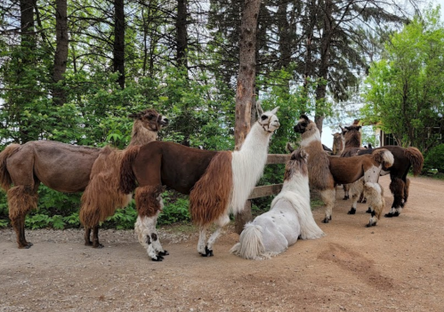 A group of llamas and alpacas standing and resting near a wooden fence in a lush, green setting.