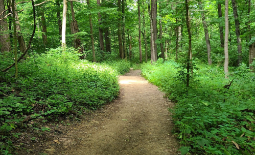 A dirt path winding through a lush green forest with tall trees and dense underbrush on either side.