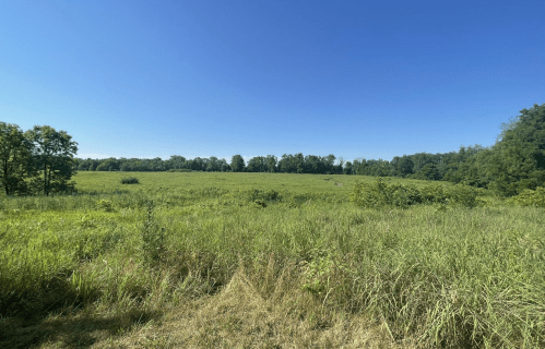A wide, open field with tall grass under a clear blue sky, surrounded by trees in the background.