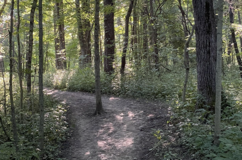 A winding dirt path through a lush green forest with tall trees and dappled sunlight.