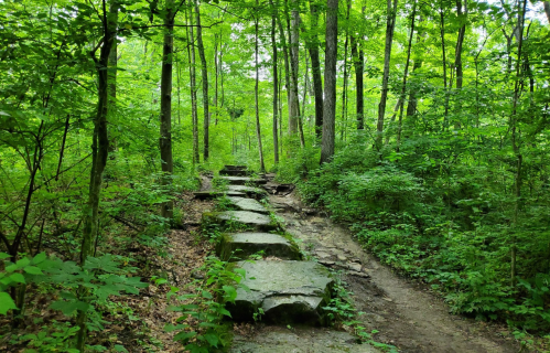 A stone path winds through a lush green forest, surrounded by tall trees and dense foliage.
