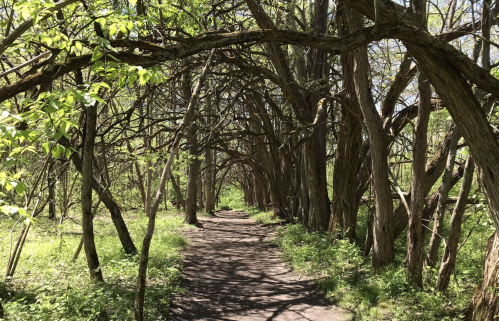 A winding dirt path through a lush, green forest with arching trees overhead.