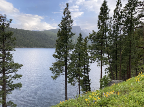 A serene lake surrounded by tall pine trees and mountains, with wildflowers in the foreground under a cloudy sky.