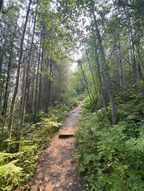 A narrow dirt path winds through a lush green forest with tall trees and dense foliage on either side.