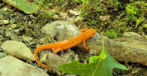 An orange salamander with black spots crawls over rocks and leaves in a forested area.