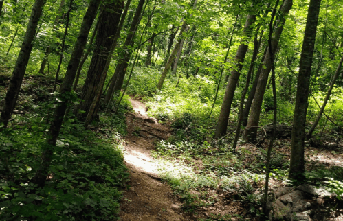 A winding dirt path through a lush green forest with tall trees and sunlight filtering through the leaves.