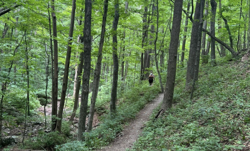 A person walking along a narrow trail in a lush green forest surrounded by tall trees.