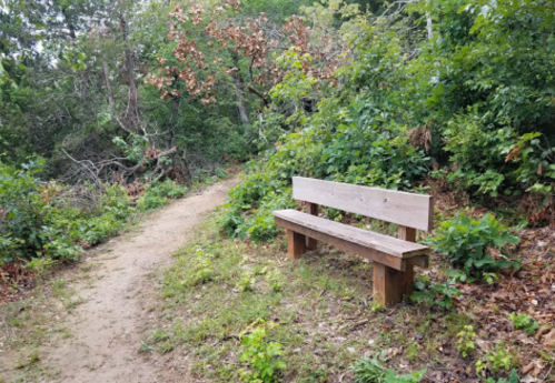 A wooden bench sits beside a dirt path, surrounded by lush greenery and trees.