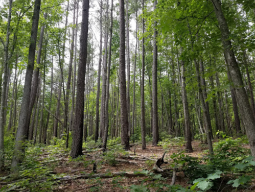 A dense forest with tall trees and lush green foliage, featuring fallen branches on the forest floor.