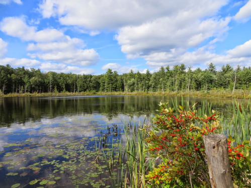 A serene lake surrounded by lush greenery and colorful plants under a blue sky with fluffy clouds.