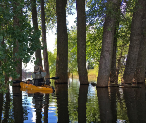 A person in a kayak paddles through calm water surrounded by tall trees.