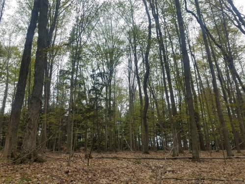 A dense forest with tall trees and a carpet of brown leaves on the ground, under a cloudy sky.