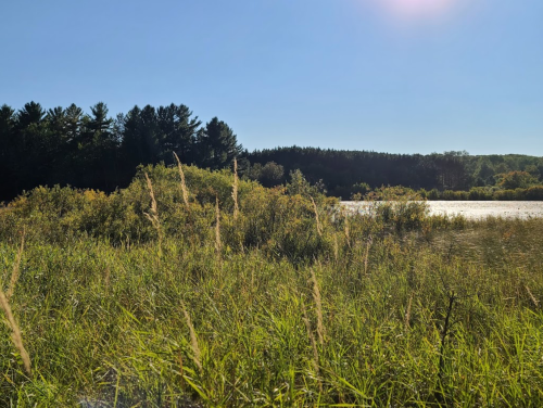 A serene landscape featuring tall grasses and a calm water body, surrounded by trees under a clear blue sky.