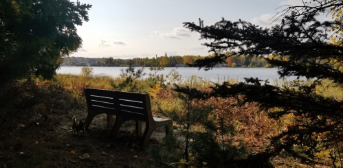 A wooden bench by a serene lake, surrounded by trees and autumn foliage under a clear sky.