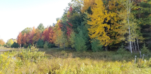 A vibrant autumn landscape featuring trees with red, orange, and yellow leaves beside a grassy field.