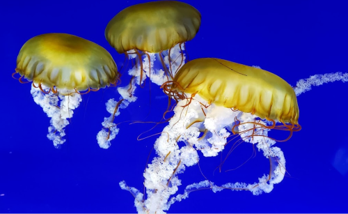 Three yellow jellyfish gracefully swim against a vibrant blue background, with long tentacles trailing behind them.