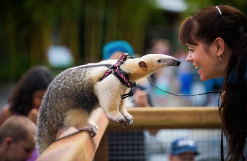 A woman interacts with a curious anteater on a leash at a zoo, surrounded by people in the background.