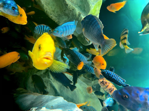 A vibrant underwater scene filled with various colorful fish swimming among rocks and plants.