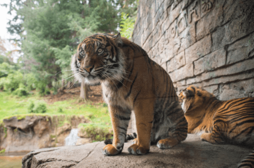 Two tigers sit on a rocky ledge, surrounded by greenery and a stone wall, with one looking directly at the camera.
