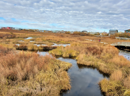 A serene wetland scene with golden grasses, dark water pools, and a cloudy sky, featuring distant houses and a walking path.