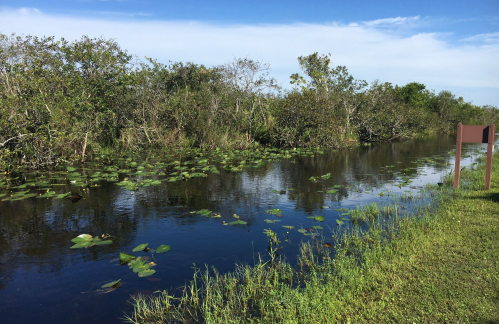 A serene waterway lined with lush greenery and lily pads under a clear blue sky.