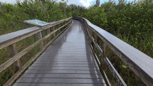 A wooden boardwalk curves through lush greenery, with a clear sky visible above. The surface is wet, suggesting recent rain.