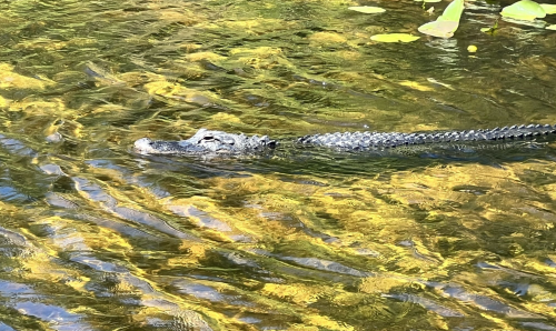 An alligator swims through water, partially submerged, with reflections of greenery on the surface.
