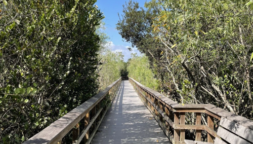 A wooden boardwalk stretches through lush greenery under a clear blue sky.