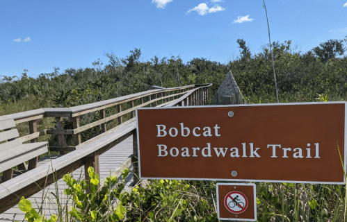 Sign for Bobcat Boardwalk Trail with a wooden boardwalk and lush greenery under a clear blue sky.