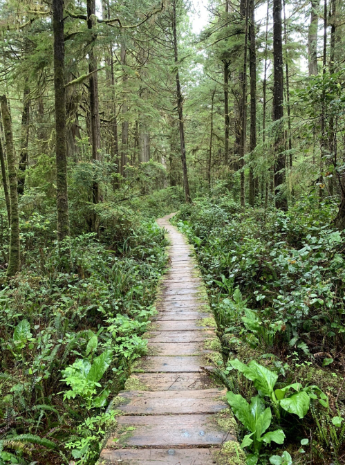 A wooden path winds through a lush, green forest filled with trees and undergrowth.