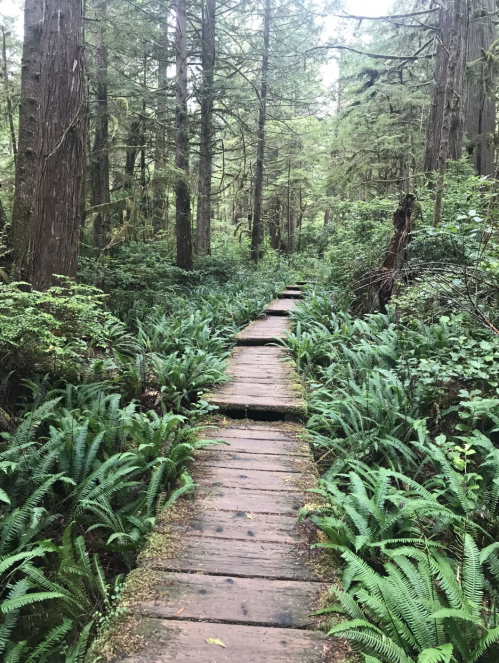 A wooden pathway through a lush green forest, surrounded by tall trees and ferns.