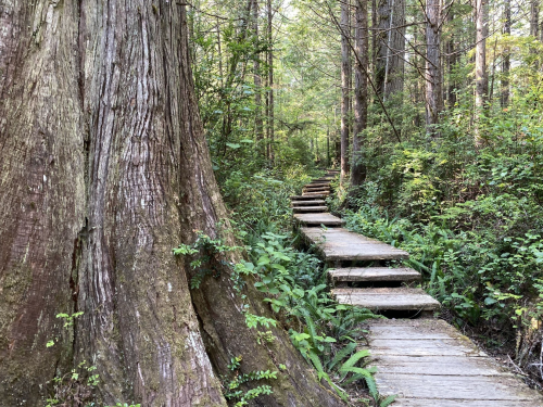 A wooden pathway winds through a lush forest, flanked by tall trees and vibrant greenery.