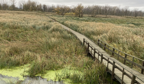 A wooden boardwalk winds through a grassy wetland, surrounded by tall grasses and trees under a cloudy sky.