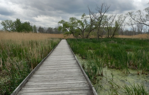 A wooden boardwalk leads through a lush wetland with tall grasses and a cloudy sky above.