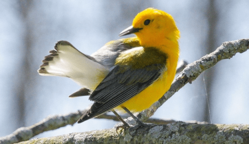A vibrant yellow bird perched on a branch, showcasing its colorful plumage and delicate wings.