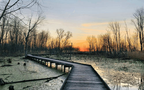A wooden boardwalk stretches through a serene wetland at sunset, surrounded by bare trees and calm waters.