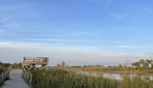 A wooden walkway leads to a viewing platform by a serene wetland under a clear blue sky.