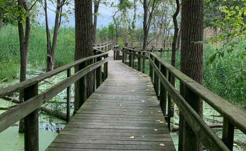 A wooden boardwalk winds through a lush green wetland, surrounded by trees and tall grasses.