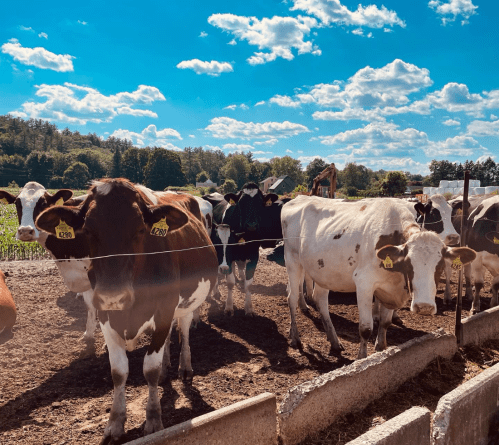 A group of cows in a sunny farm setting with blue skies and fluffy clouds in the background.