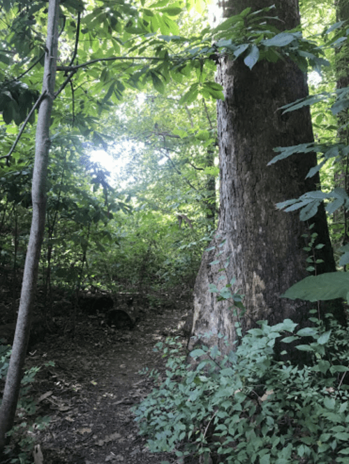 A narrow path through a lush green forest, flanked by tall trees and dense foliage.