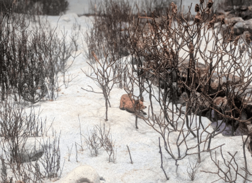 A small animal hides among sparse, snow-covered bushes in a winter landscape.