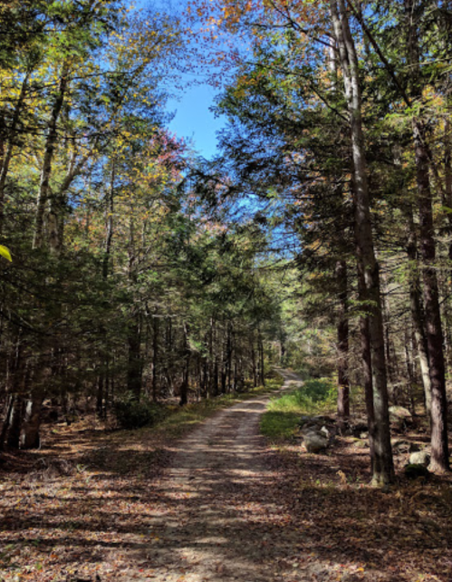 A dirt path winds through a forest with tall trees and colorful autumn leaves under a clear blue sky.