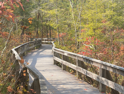 A winding wooden boardwalk through a vibrant forest with autumn foliage and sunlight filtering through the trees.