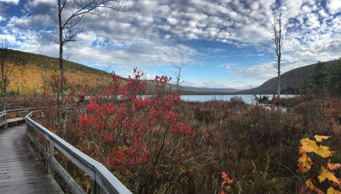 A scenic view of a wooden path winding through colorful autumn foliage by a calm lake under a cloudy sky.