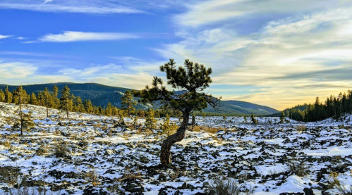 A lone tree stands on a snowy landscape with rolling hills and a blue sky dotted with clouds in the background.